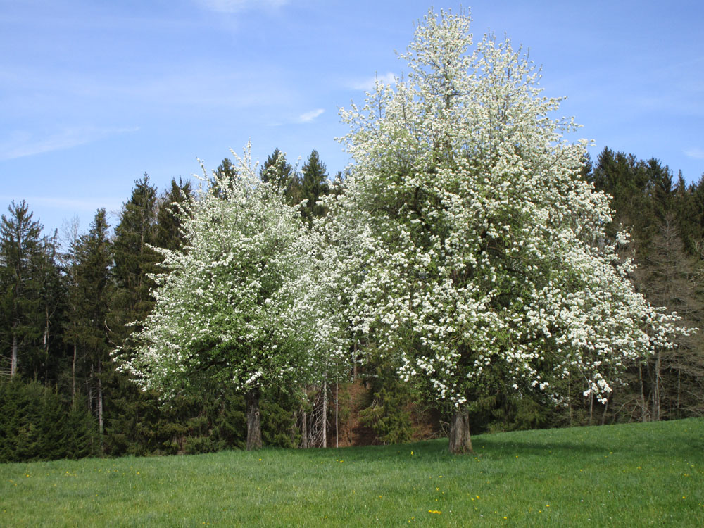Blühender Birnbaum in unserer Streuobstwiese